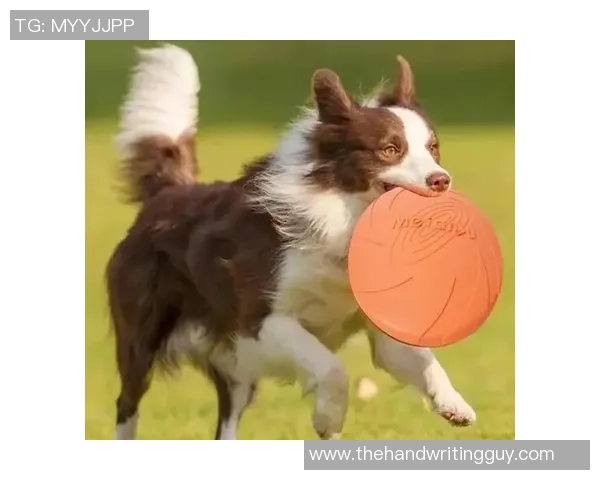 从零开始：飞盘配合完全攻略